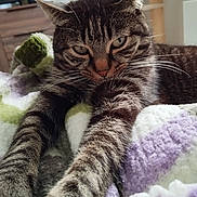 Angel participe au concours pour gagner de l'argent avec cette photo : cat, tabby, pet, animal, feline, whiskers, paws, stretching, fur, close_up, indoor, blanket, knitted, purple, green, white, cozy, relaxed, cute, home