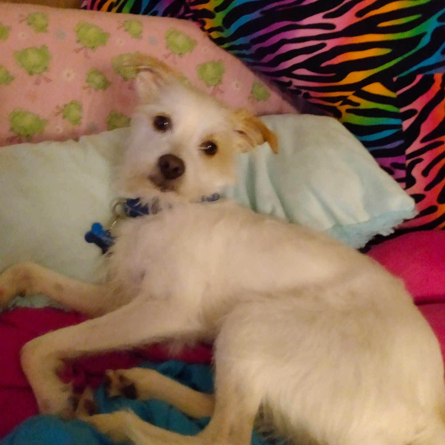 Peanut
