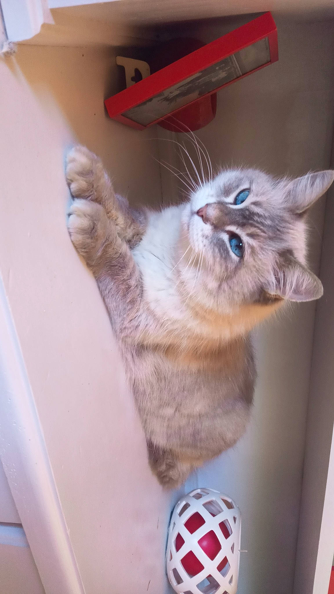 Louna a rejoint le concours — aidez-le/la à gagner de superbes lots ! ball, box, carnivore, cat, claw, domestic_short_haired_cat, fawn, felidae, football, fur, paw, rubiks_cube, shelf, small_to_medium_sized_cats, snout, soccer_ball, sports_gear, tail, whiskers, window