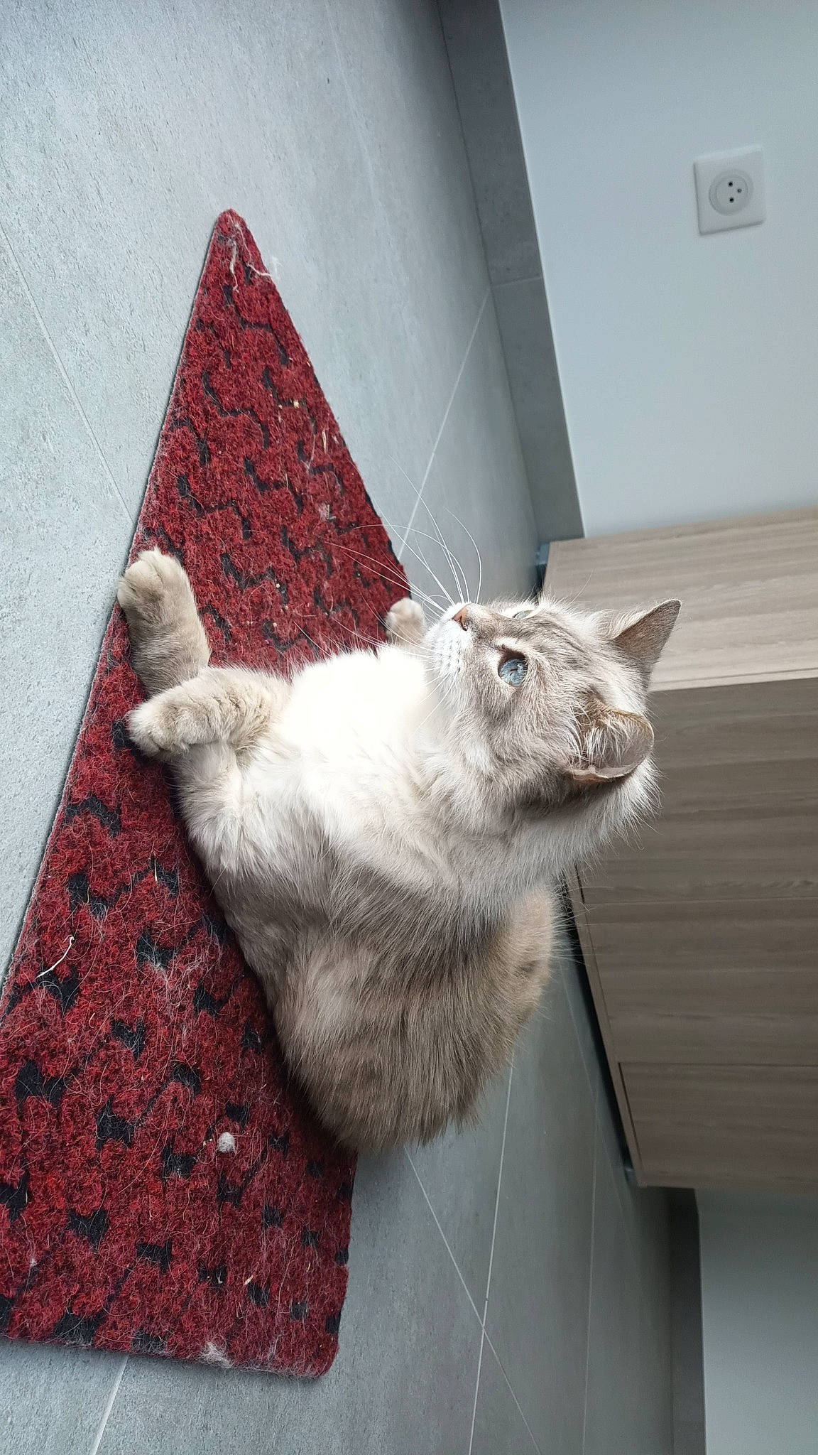 Louna a rejoint le concours — aidez-le/la à gagner de superbes lots ! box, carmine, carnivore, cat, claw, comfort, domestic_short_haired_cat, fawn, felidae, flooring, fur, grey, pattern, paw, small_to_medium_sized_cats, snout, tail, whiskers, window, wood