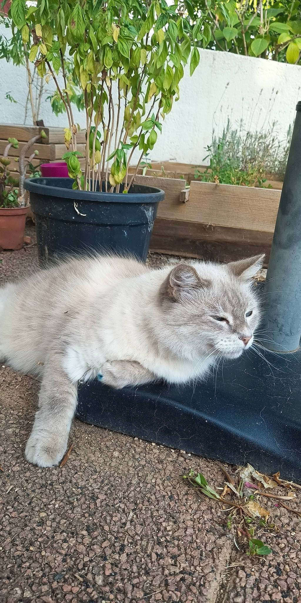 Louna participe au concours pour gagner de l'argent avec cette photo : carnivore, cat, claw, domestic_short_haired_cat, fawn, felidae, flowerpot, fur, grass, houseplant, paw, plant, road_surface, sitting, small_to_medium_sized_cats, tail, whiskers, wood