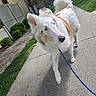 dog, white_dog, leash, sidewalk, green_grass, bushes, fence, outdoor, daylight, pet, walking, curious, canine, fluffy, paw, house, yard, nature, animal, summer