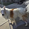 dog, leash, sidewalk, shadow, sunlight, outdoor, fur, white, brown, tail, pet, canine, animal, walking, curious, daytime, pavement, ears, snout, standing