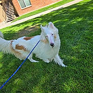 Darwin joined the competition — help win amazing prizes! dog, leash, grass, lawn, outdoor, sunlight, building, stairs, brick_wall, window, pet, canine, white_dog, brown_spots, blue_eyes, walking, curious, daylight, nature, animal