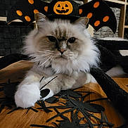 Quito participe au concours pour gagner de l'argent avec cette photo : cat, halloween, costume, hat, pumpkin, bat_wings, spiders, decorations, fluffy, white_paw, wooden_floor, indoor, pet, animal, cute, festive, black, orange, holiday, funny