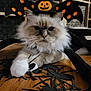 cat, halloween, costume, hat, pumpkin, bat_wings, spiders, decorations, fluffy, white_paw, wooden_floor, indoor, pet, animal, cute, festive, black, orange, holiday, funny