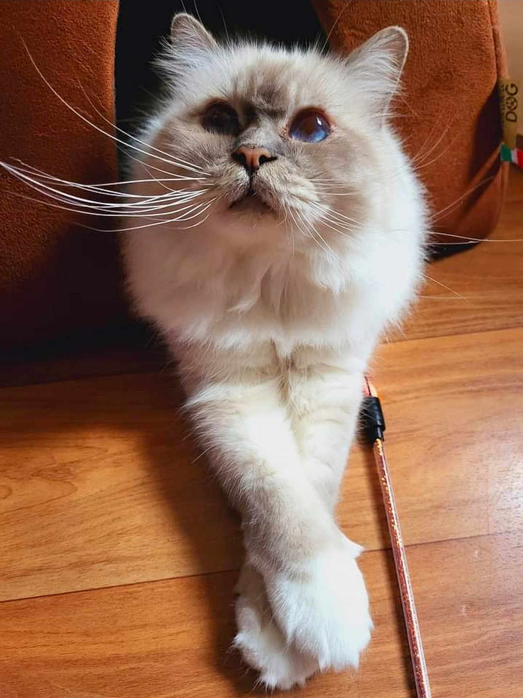 Quito a rejoint le concours — aidez-le/la à gagner de superbes lots ! cat, blue_eyes, fluffy_fur, whiskers, crossed_paws, wooden_floor, cat_bed, brown_cat_bed, pet, indoor, cute, feline, looking_up, close_up, animal, domestic_cat, fur_texture, relaxed, home, adorable
