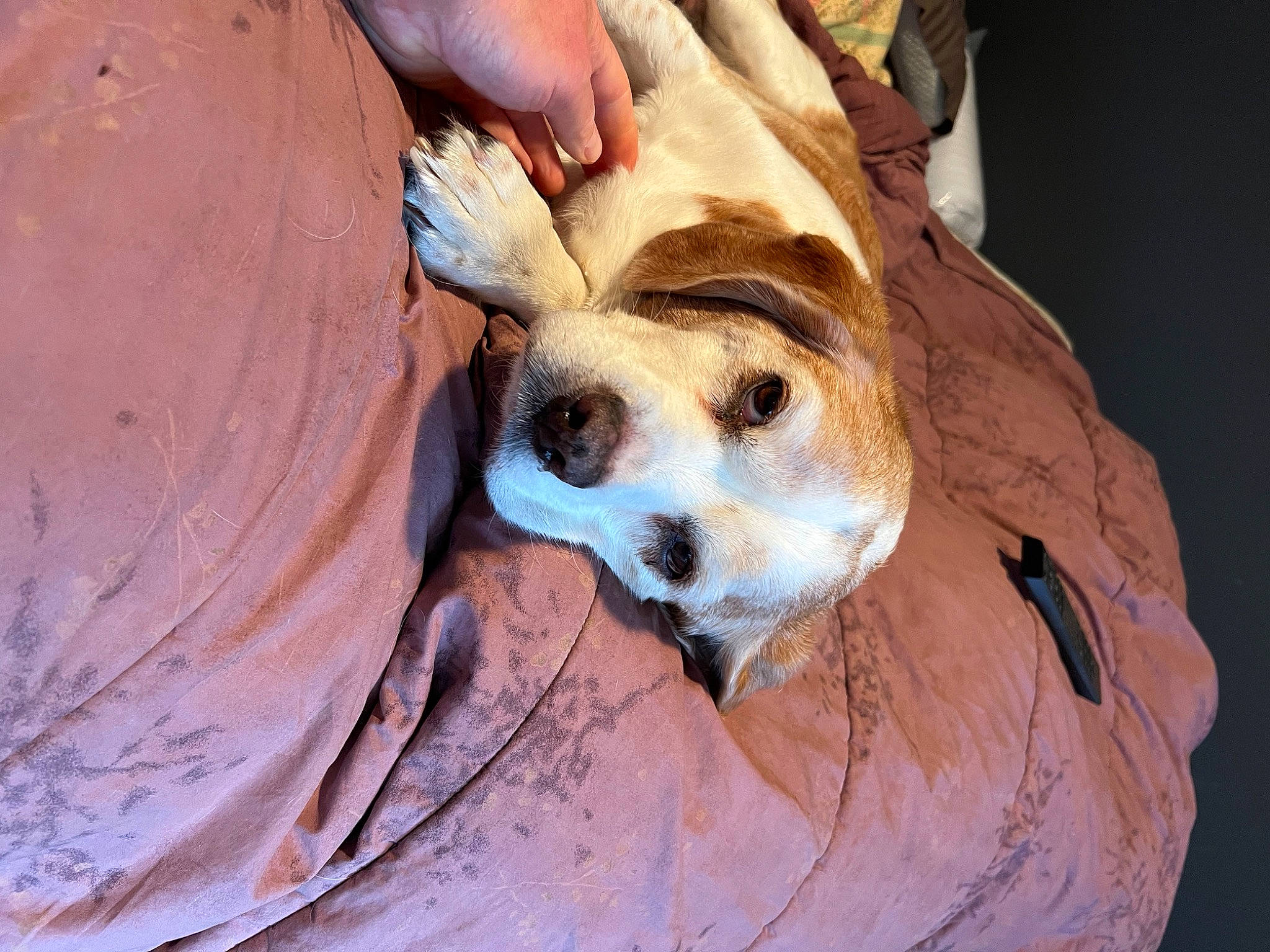 Kirby is registered to the contest to win money with this photo: canidae, carnivore, comfort, companion_dog, dog, dog_breed, fawn, fur, hat, non_sporting_group, paw, snout, sporting_group, tree, whiskers, wood