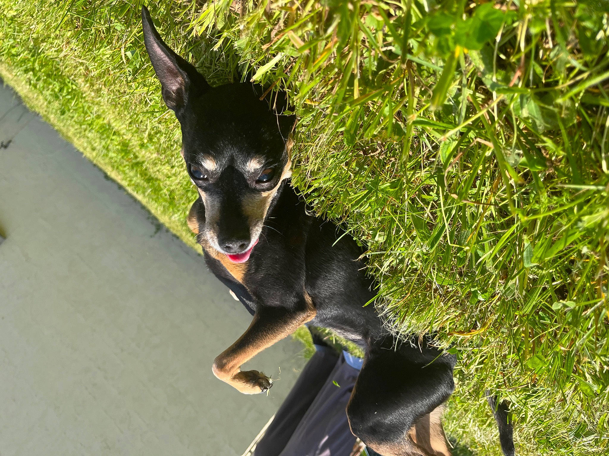 Choupette a rejoint le concours — aidez-le/la à gagner de superbes lots ! canidae, carnivore, chihuahua, companion_dog, dog, dog_breed, dog_collar, fawn, grass, groundcover, guard_dog, personal_protective_equipment, plant, shadow, snout, sporting_group, terrestrial_animal, toy_dog, whiskers, working_animal