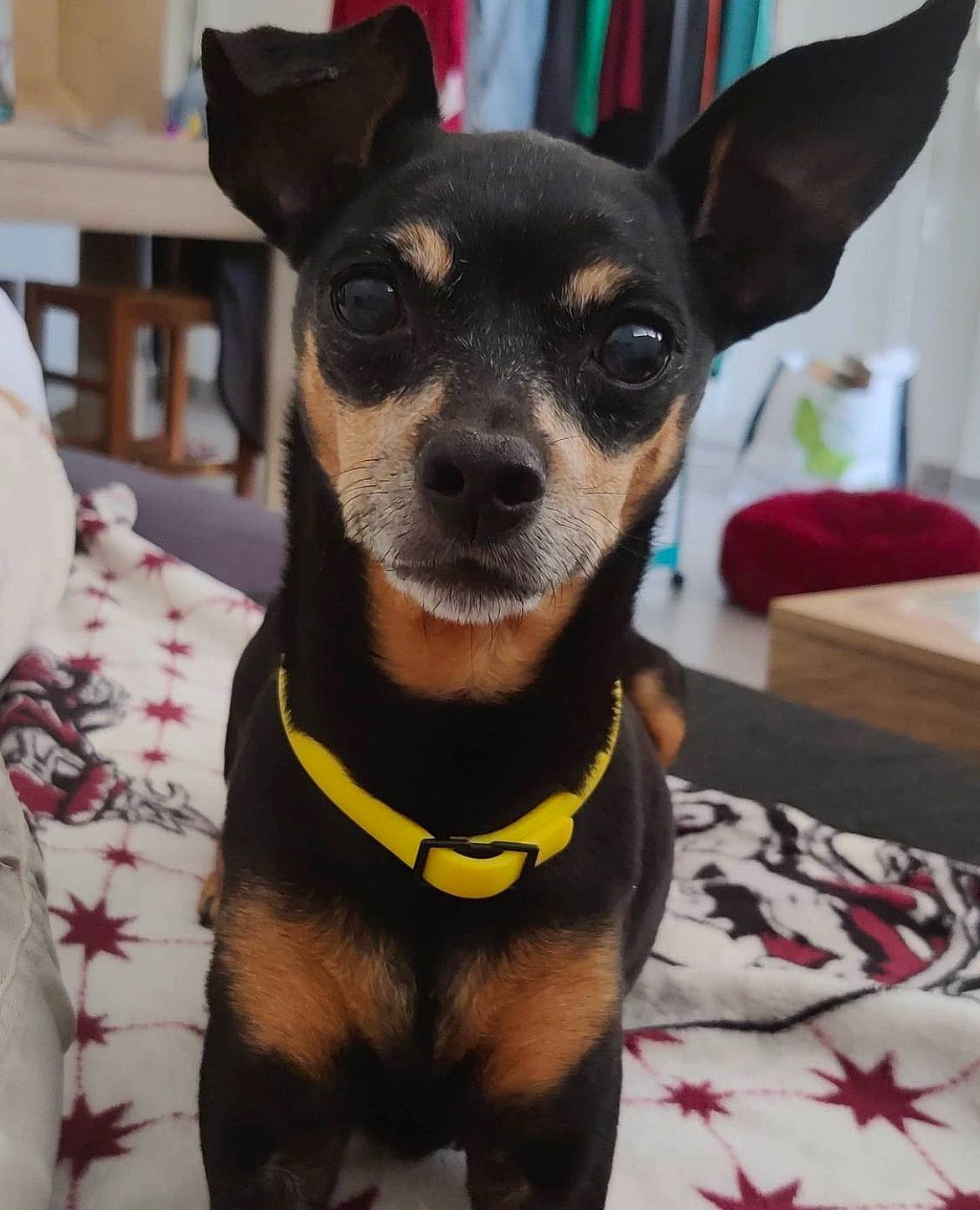 Choupette participe au concours pour gagner de l'argent avec cette photo : canidae, carnivore, chihuahua, collar, companion_dog, dog, dog_breed, dog_clothes, dog_collar, dog_supply, ear, fawn, fur, head, pet_supply, snout, sporting_group, toy_dog, whiskers, working_animal