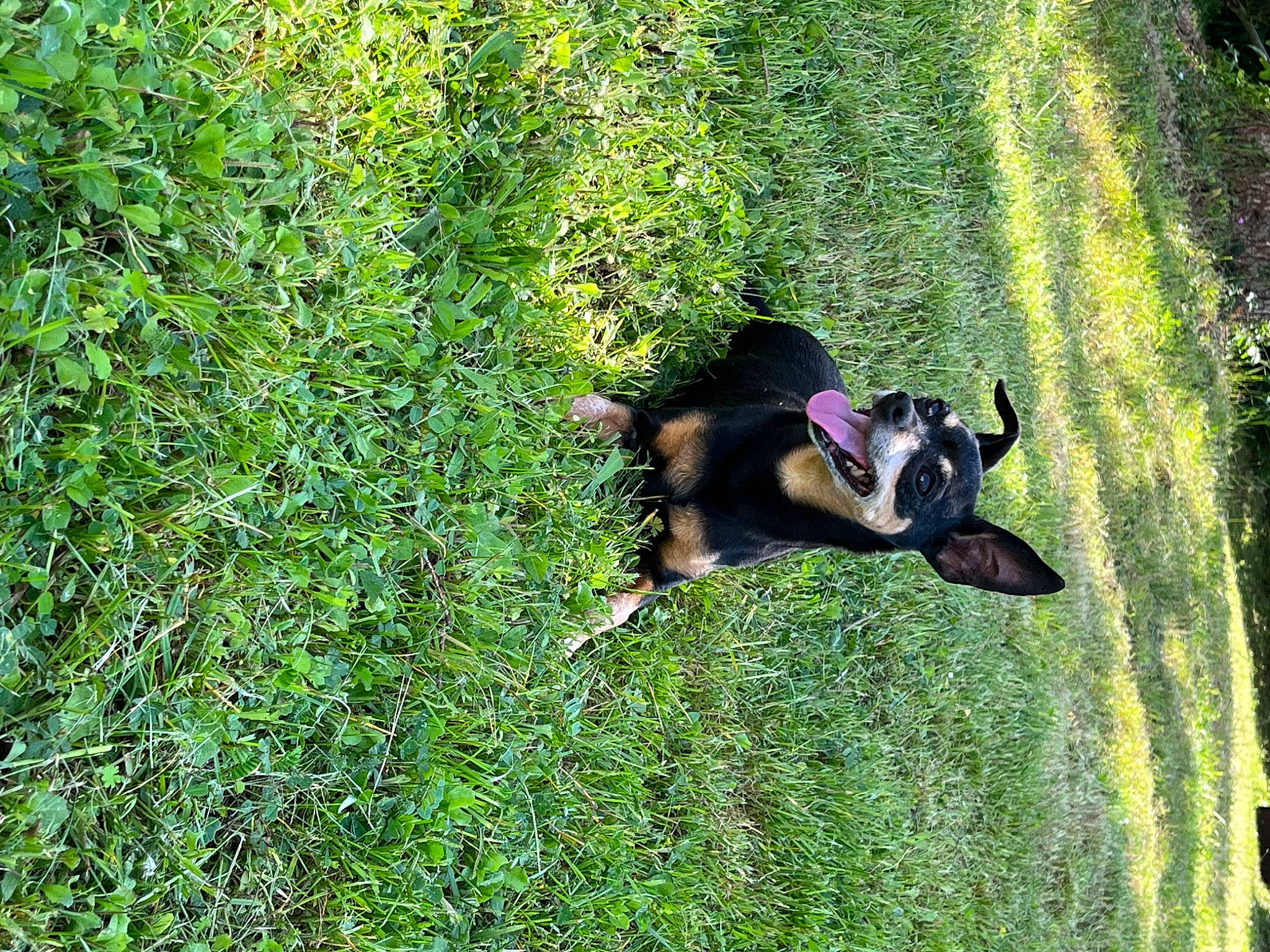 Choupette a rejoint le concours — aidez-le/la à gagner de superbes lots ! canidae, carnivore, companion_dog, dog, dog_breed, dog_supply, grass, grass_family, grassland, groundcover, guard_dog, pasture, people_in_nature, plant, shadow, shrub, sporting_group, tail, tree, working_animal