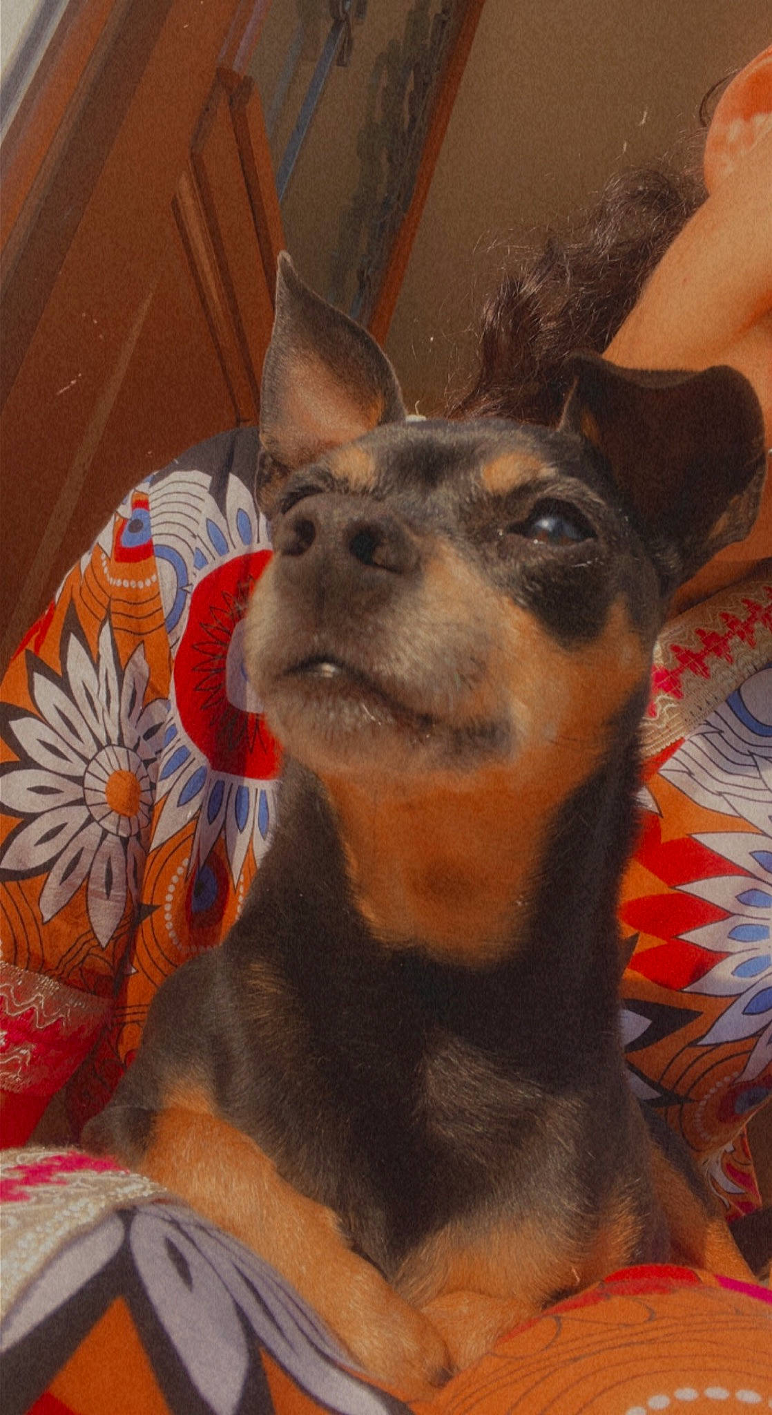 Choupette a rejoint le concours — aidez-le/la à gagner de superbes lots ! canidae, carnivore, collar, companion_dog, dog, dog_breed, ear, east_european_shepherd, fawn, fur, german_shepherd_dog, guard_dog, head, snout, sporting_group, toy_dog, visual_arts, whiskers, working_animal, working_dog