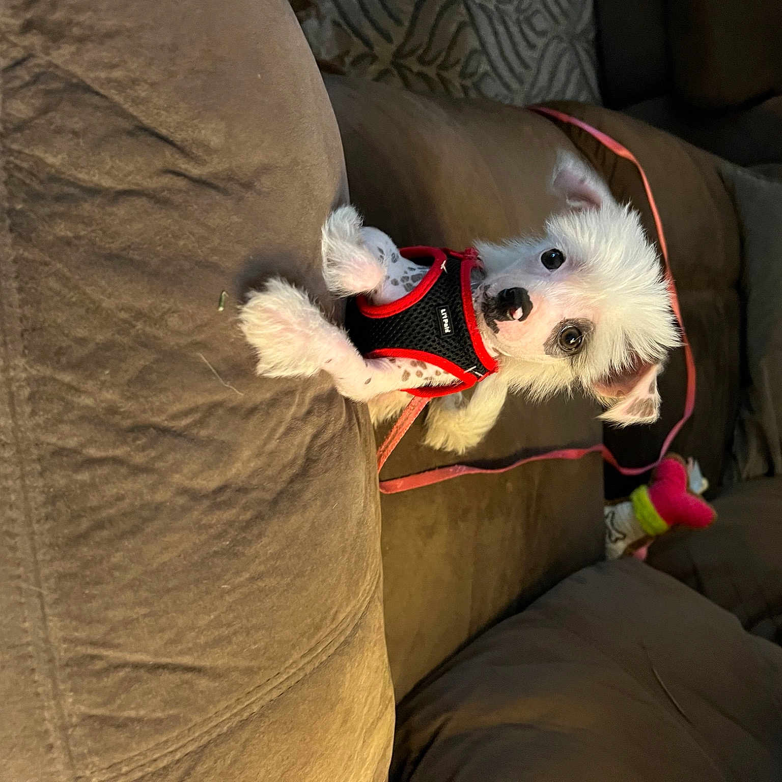 Lilo