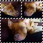Cowboy joined the competition — help win amazing prizes! dog, brown_dog, pet, animal, couch, indoor, closeup, relaxed, resting, canine, portrait, furniture, laying_down, snout, ears, collar, domestic_animal, sleepy, cute, striped_border