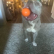 Gunner joined the competition — help win amazing prizes! ball, carpet, dog, floor, furniture, gray_dog, happy, home_interior, indoor, light, living_room, mouth_open, pet, playful, shadow, table, tongue_out, toy, white_paws, wooden_chair