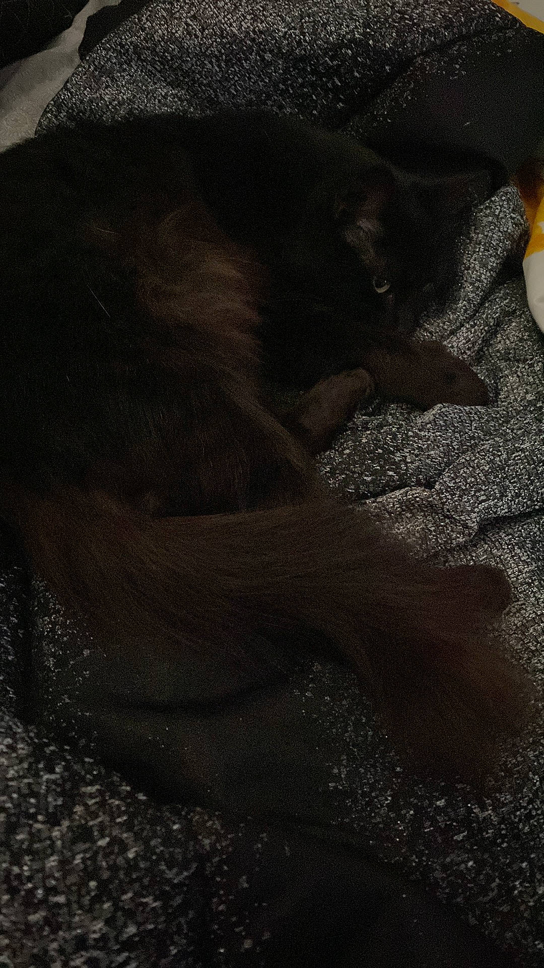 Shadow