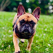 Stony is registered to the contest to win money with this photo: dog, french_bulldog, grass, outdoor, pet, animal, canine, walking, greenery, ears, snout, closeup, nature, daylight, fur, muzzle, focused, portrait, cute, playful