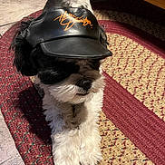 Dee J is registered to the contest to win money with this photo: adorable, animal, black_and_white, companion, cute, dog, floor, fur, harley_davidson, home, indoor, leather_cap, lying_down, pet, portrait, relaxed, rug, small_dog, tile_floor, woven_rug