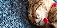 Caramelo participe au concours pour gagner de l'argent avec cette photo : animal, blue_blanket, cat, close_up, collar, cozy, cute, domestic_cat, fur, fur_pattern, indoor, paw, pet, red, relaxed, resting, sleeping, tabby, texture, whiskers