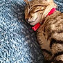 Caramelo a rejoint le concours — aidez-le/la à gagner de superbes lots ! animal, blue_blanket, cat, closeup, collar, cozy, cute, domestic_cat, feline, fur, indoor, nap, peaceful, pet, relaxation, resting, sleeping, tabby, texture, whiskers