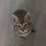 Caramelo a rejoint le concours — aidez-le/la à gagner de superbes lots ! adorable, animal, cat, cute, domestic_cat, ears, eyes, feline, floor, fur, indoor, kitten, looking_up, mammal, pet, small, tabby, whiskers, wooden_floor, young