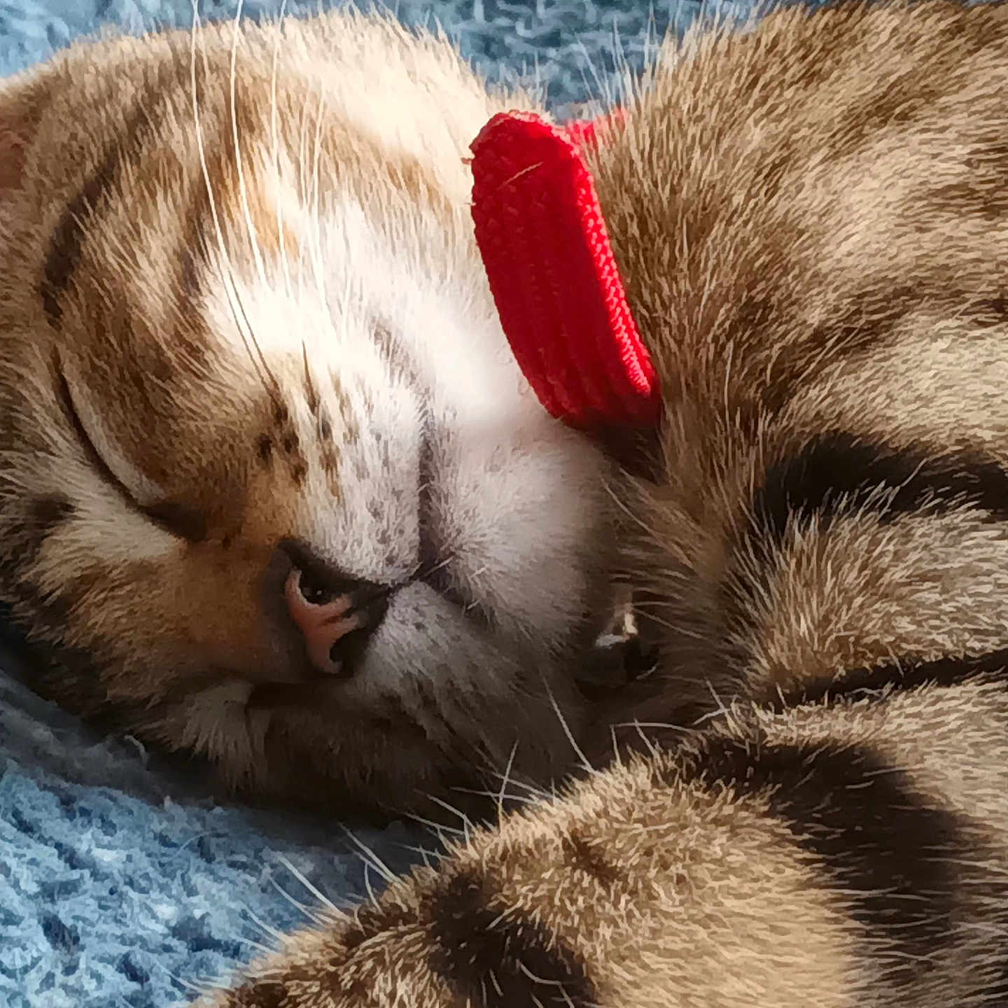 Caramelo participe au concours pour gagner de l'argent avec cette photo : animal_face, blue_blanket, cat, close_up, cozy, cute, domestic_animal, feline, fur, indoor, nap, peaceful, pet, red_collar, resting, sleeping, soft, striped, tabby_cat, whiskers