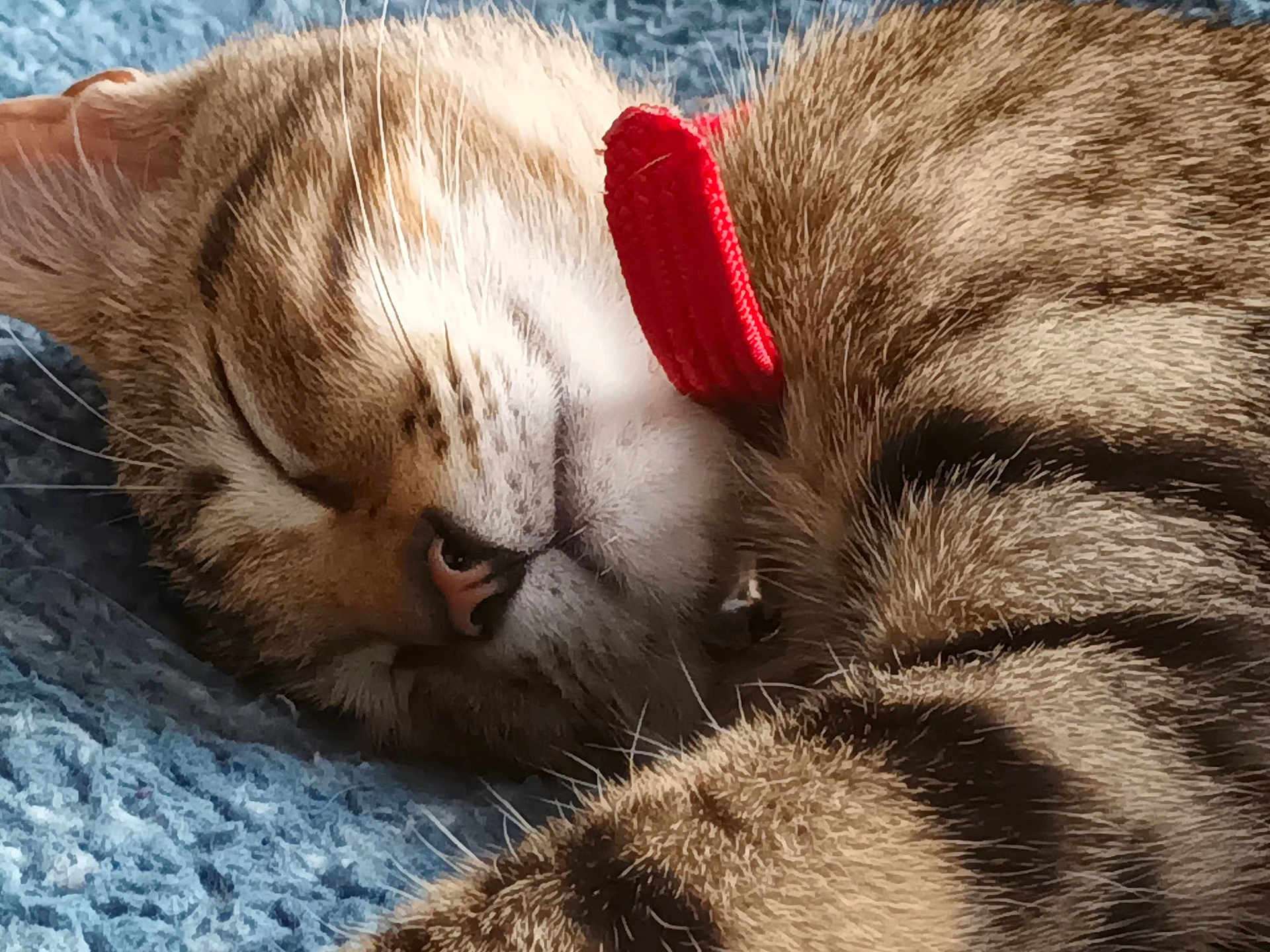 Caramelo participe au concours pour gagner de l'argent avec cette photo : cat, tabby_cat, sleeping, close_up, fur, whiskers, red_collar, striped, pet, domestic_animal, cozy, blue_blanket, resting, animal_face, feline, cute, soft, peaceful, indoor, nap