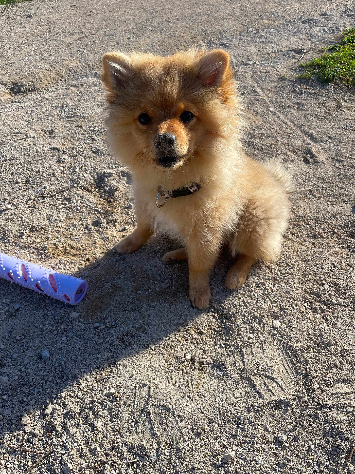 Roxy participe au concours pour gagner de l'argent avec cette photo : dog, pomeranian, puppy, sand, sandy_nose, outdoor, toy, collar, fluffy, sitting, cute, pet, small_dog, eyes, ears, fur, shadow, ground, playful, portrait