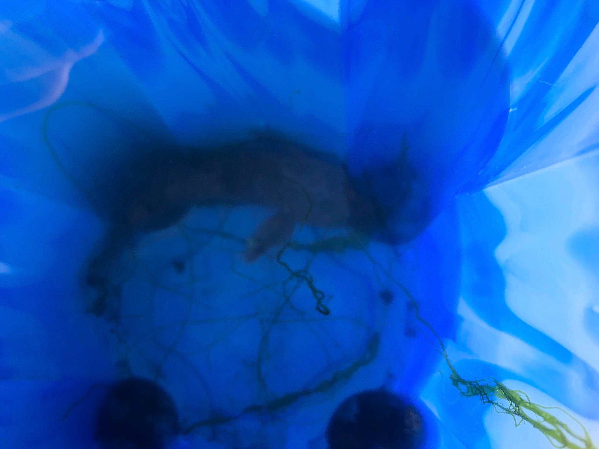 Flash participe au concours pour gagner de l'argent avec cette photo : aqua, art, azure, bioluminescence, blue, close_up, cnidaria, electric_blue, gas, jellyfish, macro_photography, magenta, marine_biology, marine_invertebrates, pattern, petal, purple, sky, transparent_material, violet