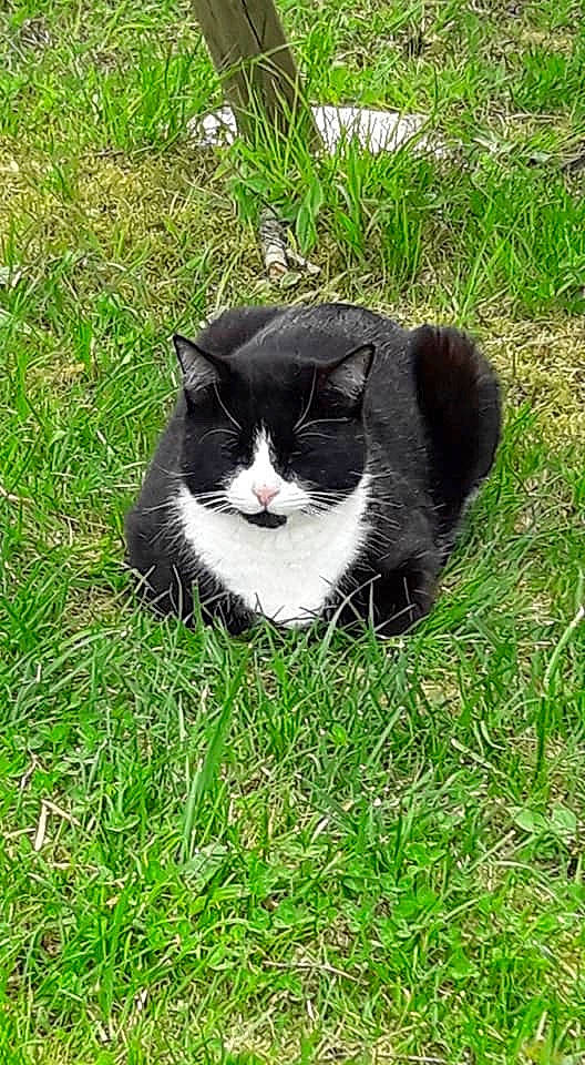 Flash a rejoint le concours — aidez-le/la à gagner de superbes lots ! art, carnivore, cat, domestic_short_haired_cat, felidae, fur, grass, grassland, groundcover, herb, herbaceous_plant, plant, shrub, small_to_medium_sized_cats, snout, tail, terrestrial_animal, whiskers, wildlife