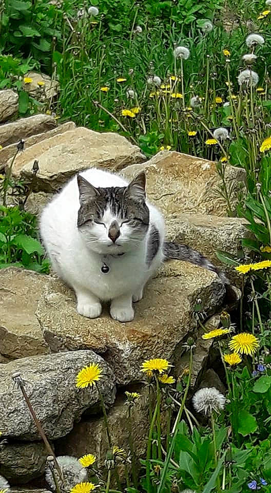 Mistigri a rejoint le concours — aidez-le/la à gagner de superbes lots ! botany, carnivore, cat, fawn, felidae, flower, grass, grass_family, groundcover, herbaceous_plant, lawn, petal, plant, shrub, small_to_medium_sized_cats, snout, spring, tail, whiskers, yellow