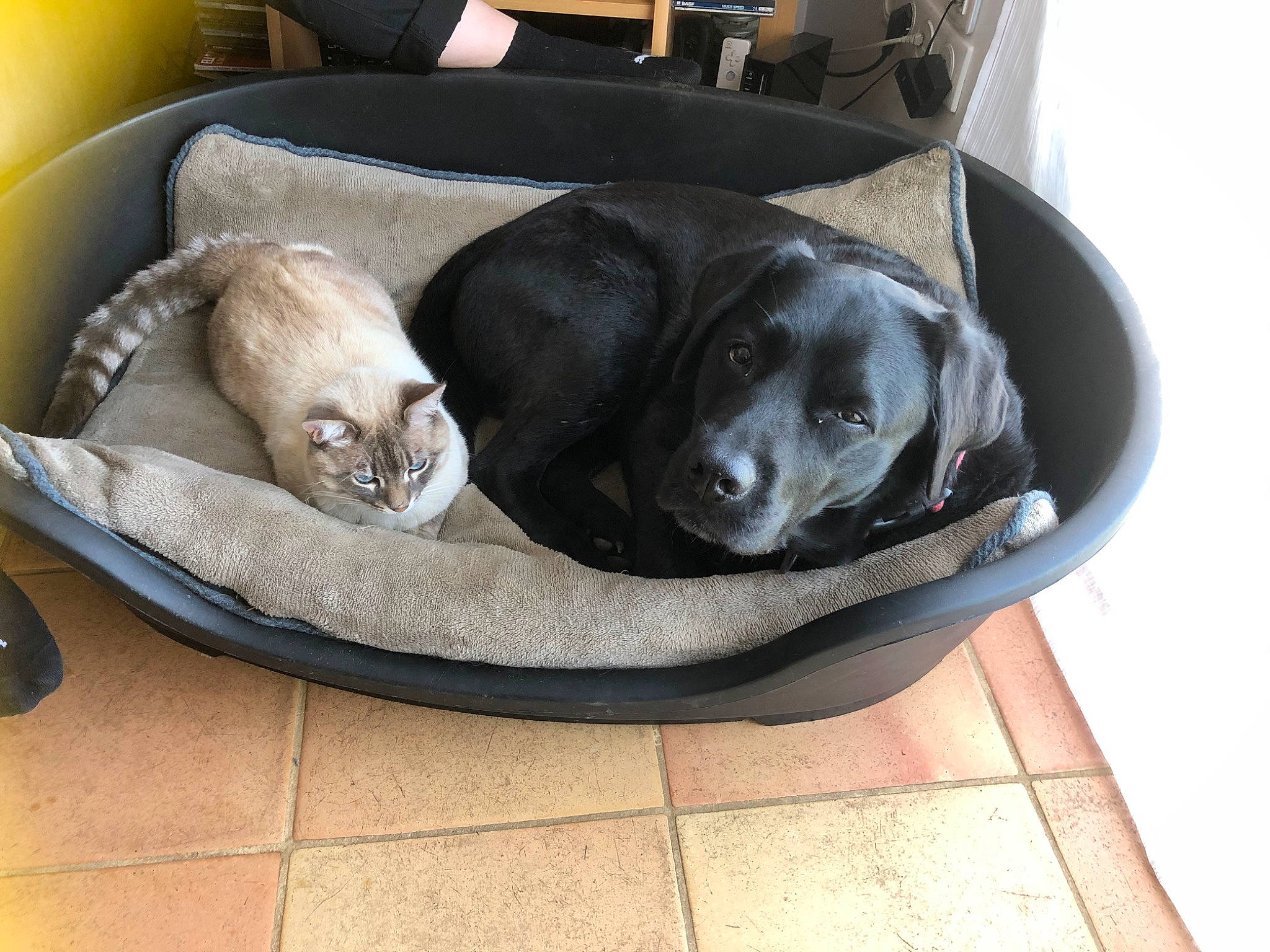 Simba participe au concours pour gagner de l'argent avec cette photo : auto_part, borador, bumper, canidae, carnivore, comfort, companion_dog, dog, dog_breed, dog_supply, pet_supply, snout, sporting_group, working_animal