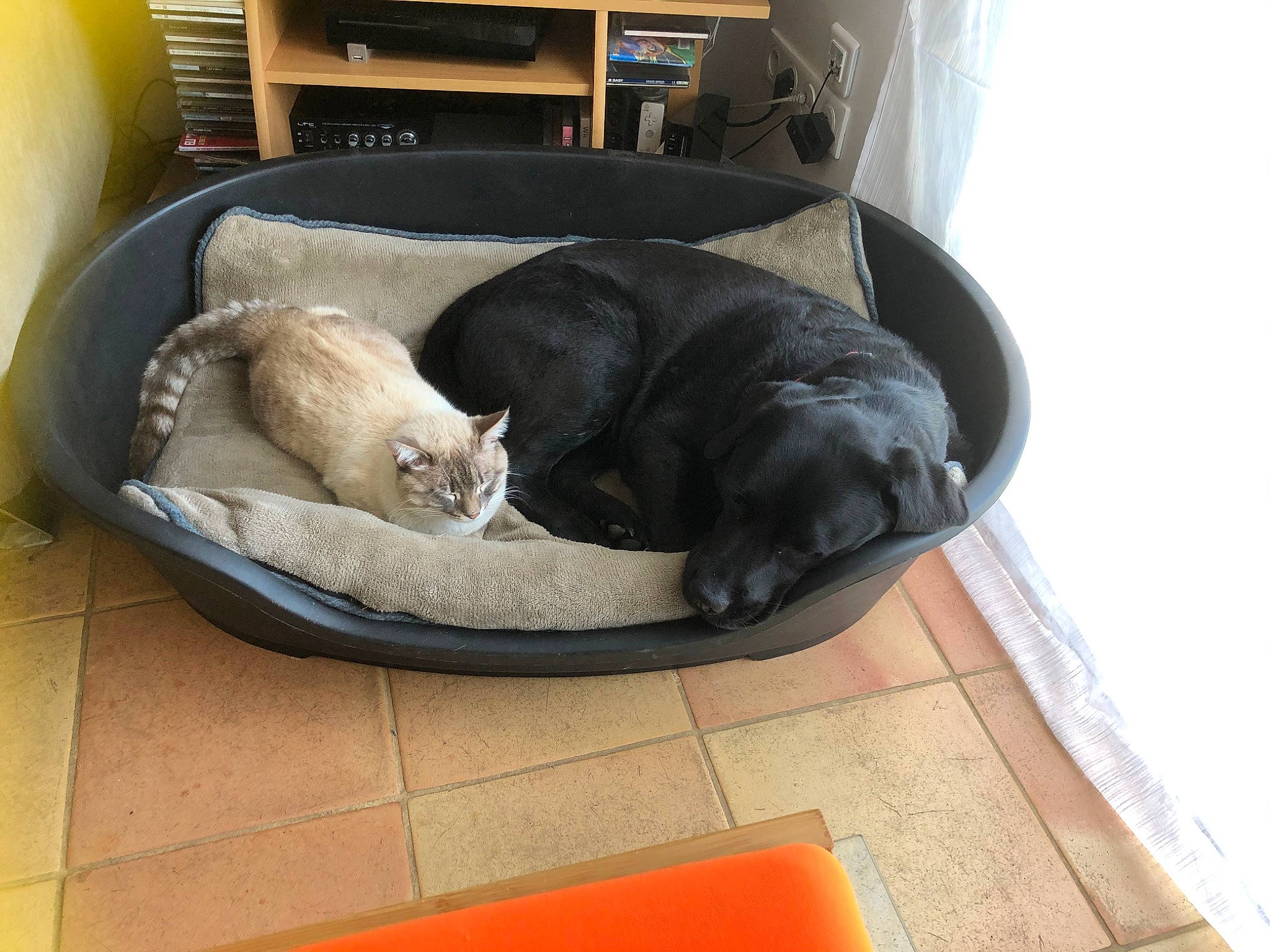 Simba participe au concours pour gagner de l'argent avec cette photo : canidae, carnivore, cat, cat_supply, comfort, companion_dog, dog_breed, felidae, flooring, hardwood, nap, pet_supply, rectangle, room, shelf, shelving, small_to_medium_sized_cats, sporting_group, tail, whiskers