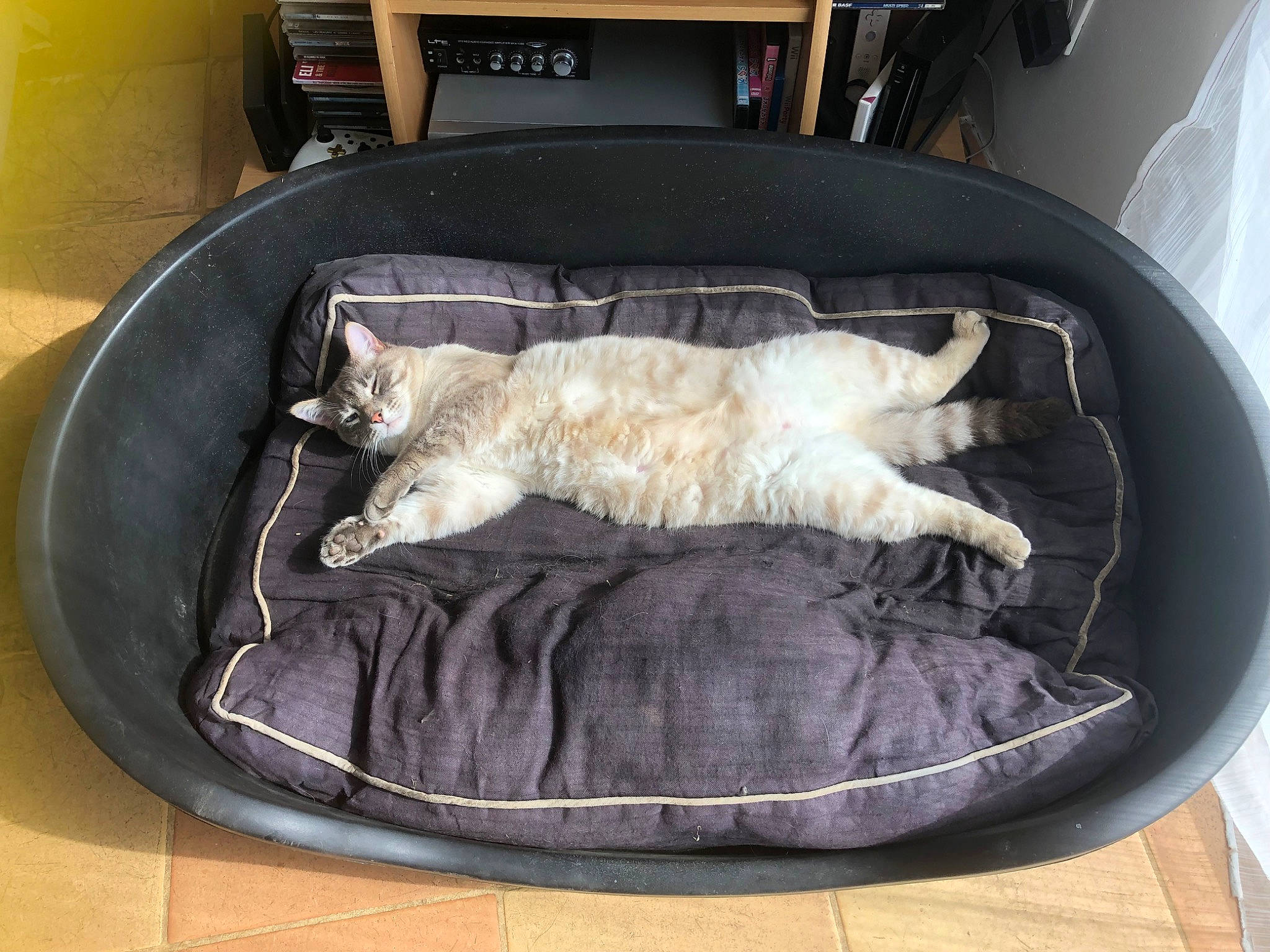 Simba participe au concours pour gagner de l'argent avec cette photo : bed, canidae, carnivore, cat, cat_bed, cat_supply, comfort, domestic_short_haired_cat, fawn, felidae, fur, linens, mammal, nap, pet_supply, room, small_to_medium_sized_cats, tail, vehicle, whiskers
