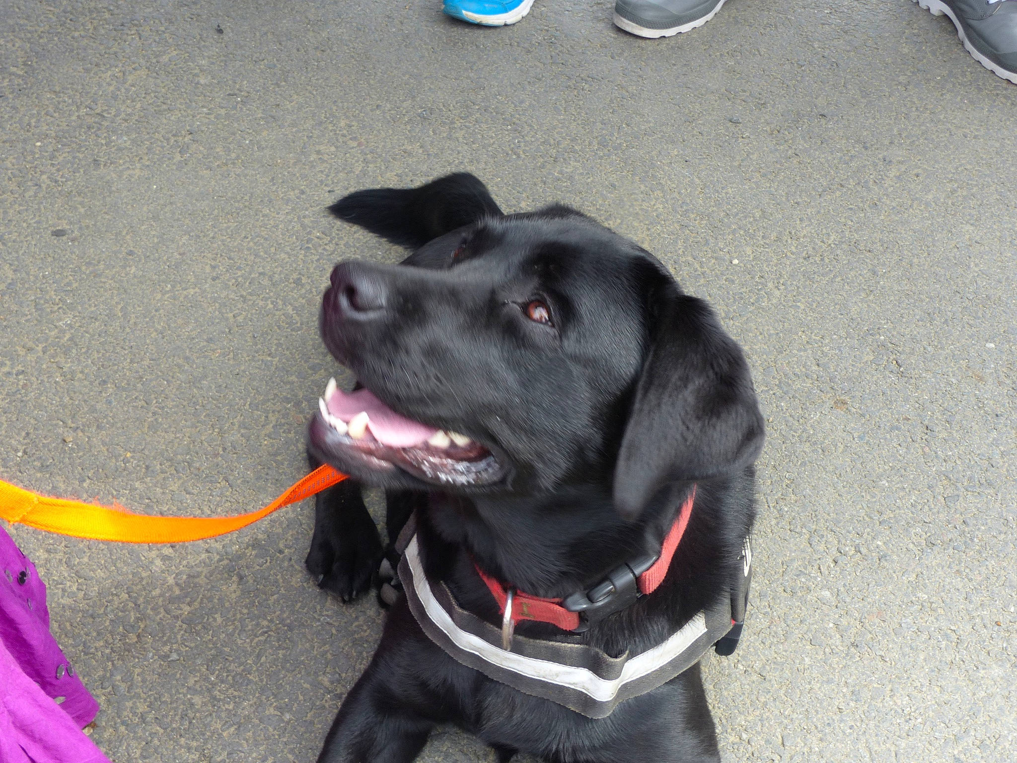 Izine a rejoint le concours — aidez-le/la à gagner de superbes lots ! borador, canidae, carnivore, collar, companion_dog, dog, dog_breed, dog_collar, electric_blue, fashion_accessory, fur, gun_dog, labrador_retriever, leash, personal_protective_equipment, pet_supply, retriever, snout, sporting_group, working_animal