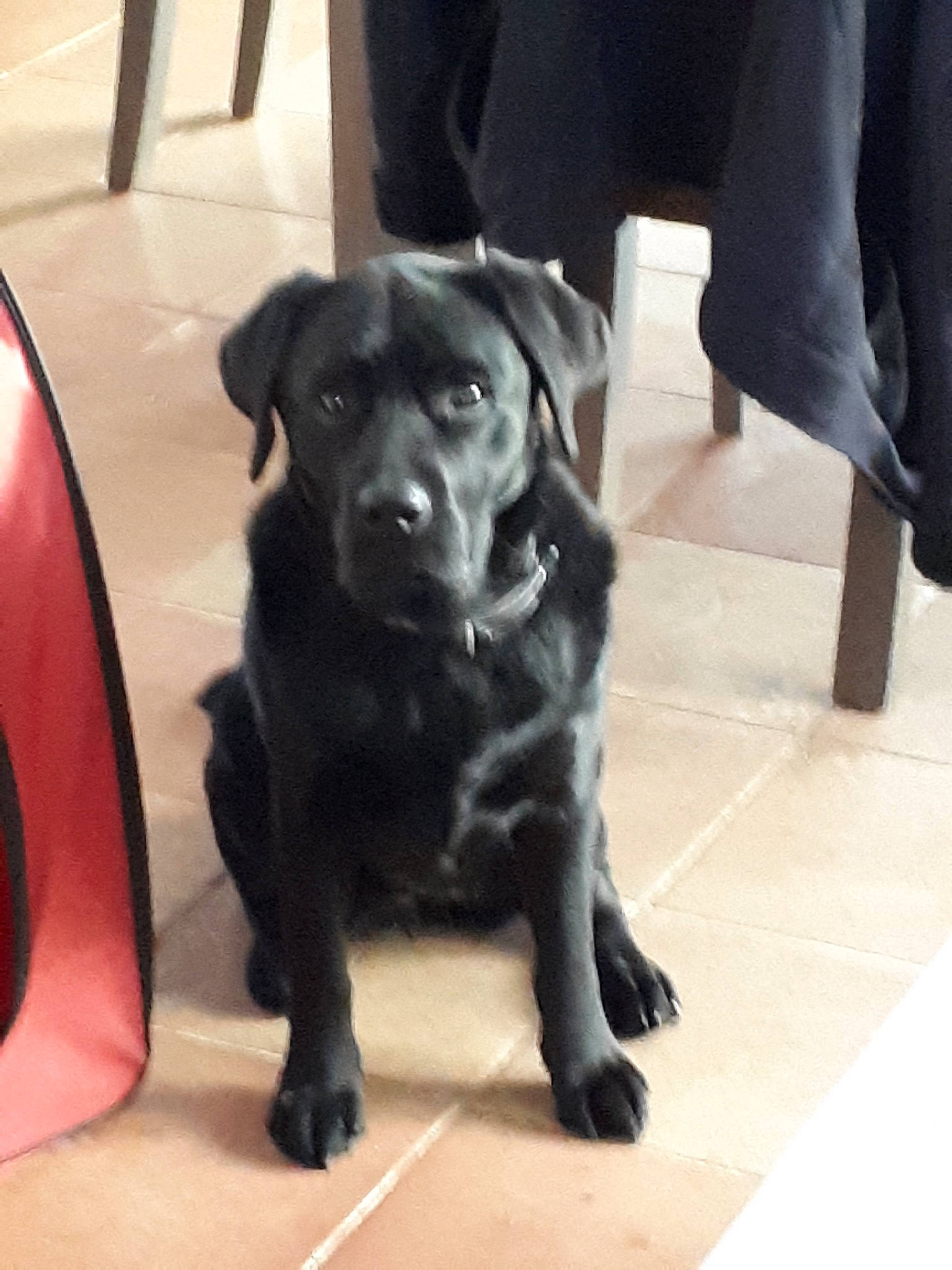 Izine a rejoint le concours — aidez-le/la à gagner de superbes lots ! borador, canidae, carnivore, companion_dog, dog, dog_breed, dog_collar, floor, flooring, fur, guard_dog, gun_dog, human_leg, metal, retriever, snout, sporting_group, tail, whiskers, working_animal