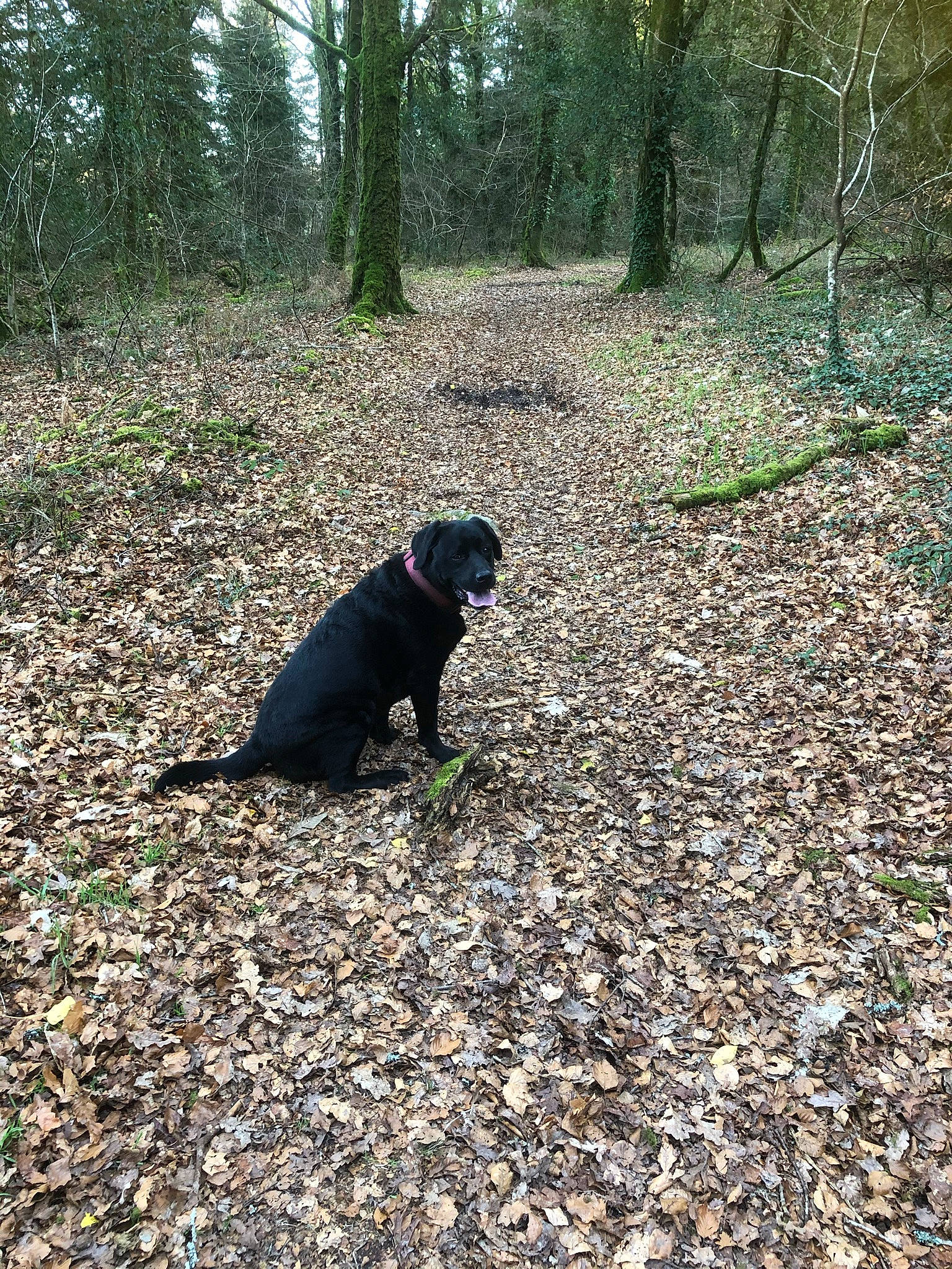 Izine a rejoint le concours — aidez-le/la à gagner de superbes lots ! biome, carnivore, deciduous, dog, dog_breed, forest, grass, groundcover, mammal, natural_landscape, plant, soil, tail, temperate_broadleaf_and_mixed_forest, tints_and_shades, trail, tree, trunk, wood, woodland