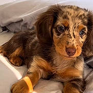 Nala participe au concours pour gagner de l'argent avec cette photo : dog, puppy, dachshund, merle, pet, bed, blanket, pillow, paw, fur, eyes, portrait, close_up, indoors, cozy, adorable, resting, young, brown_fur, whiskers
