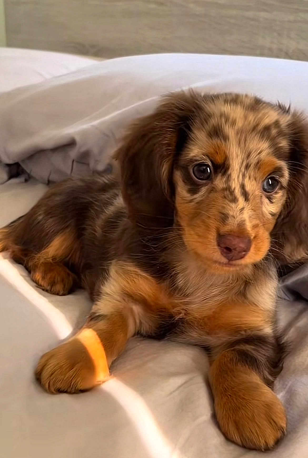 Nala participe au concours pour gagner de l'argent avec cette photo : dog, puppy, dachshund, merle, pet, bed, blanket, pillow, paw, fur, eyes, portrait, close_up, indoors, cozy, adorable, resting, young, brown_fur, whiskers