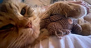 Rio participe au concours pour gagner de l'argent avec cette photo : bed, blanket, cat, closeup, cozy, domestic_cat, eye, fur, indoor, knit_toy, nose, paw, pet, portrait, relaxing, sleepy, stuffed_toy, tabby, toy, whiskers