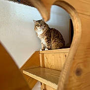 Rio a rejoint le concours — aidez-le/la à gagner de superbes lots ! cat, feline, pet, stairs, wood, shelf, sitting, portrait, fluffy, fur, heart_shaped_frame, wooden_frame, indoor, home, gaze, whiskers, paw, tabby, green_eyes, relaxed