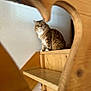 cat, feline, pet, stairs, wood, shelf, sitting, portrait, fluffy, fur, heart_shaped_frame, wooden_frame, indoor, home, gaze, whiskers, paw, tabby, green_eyes, relaxed