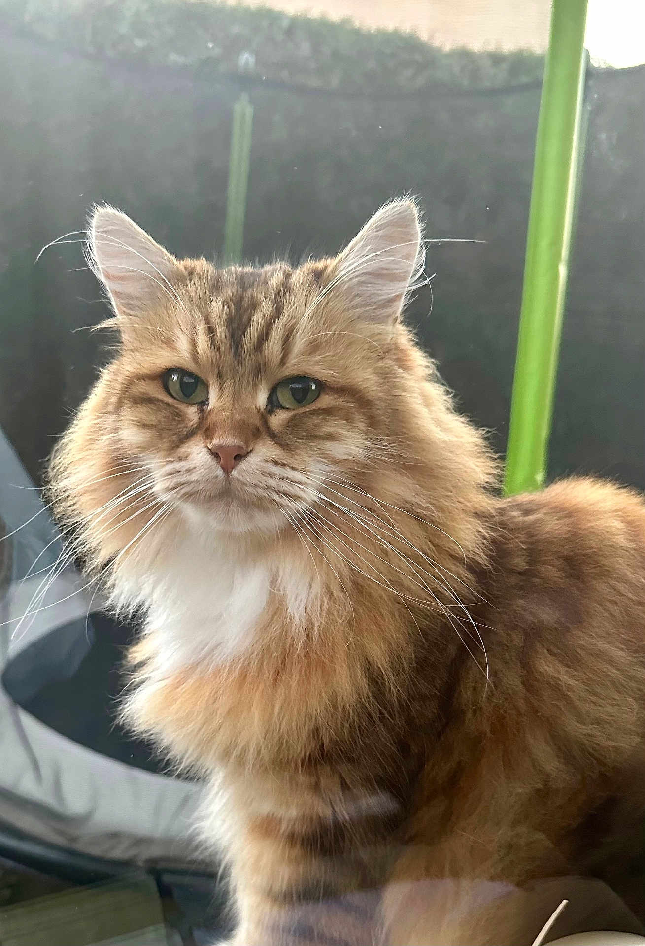 Rio participe au concours pour gagner de l'argent avec cette photo : cat, fluffy_cat, long_fur, ginger_tabby, portrait, whiskers, green_eyes, pet, animal, feline, indoor, close_up, soft_lighting, window_reflection, ears, nose, fur_texture, sitting, regal, cute
