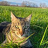 animal, cat, close_up, ears, eyes, feline, field, grass, green, ground, mammal, meadow, nature, outdoor, pet, portrait, relaxed, sunlight, tabby_cat, whiskers