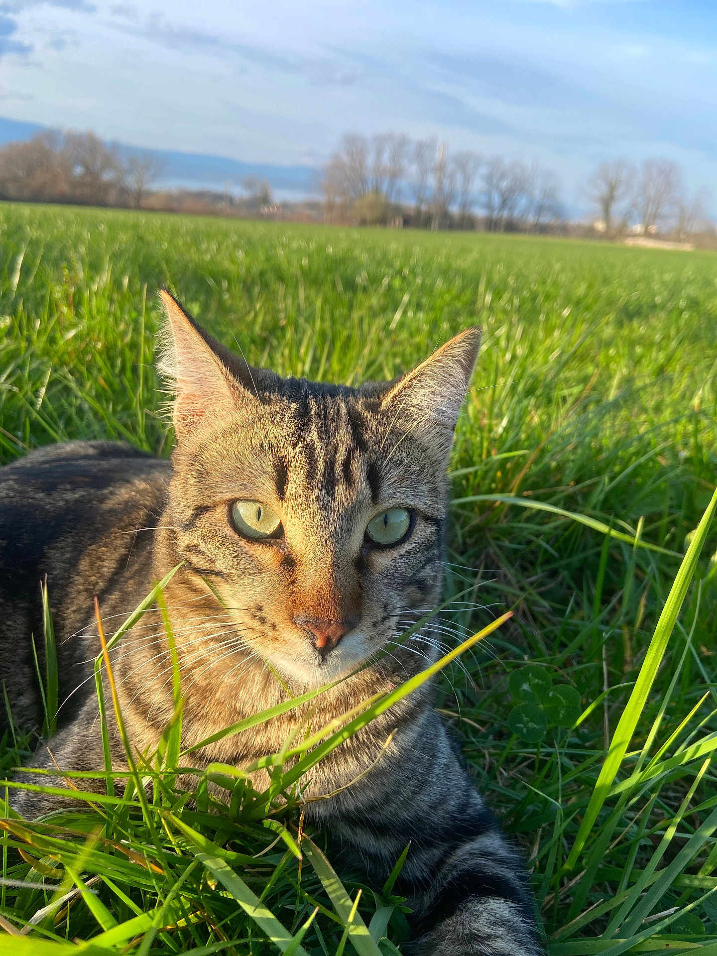 Ritchie a rejoint le concours — aidez-le/la à gagner de superbes lots ! cat, tabby_cat, pet, animal, outdoor, grass, field, meadow, green, eyes, whiskers, ears, close_up, portrait, sunlight, nature, relaxed, feline, mammal, ground