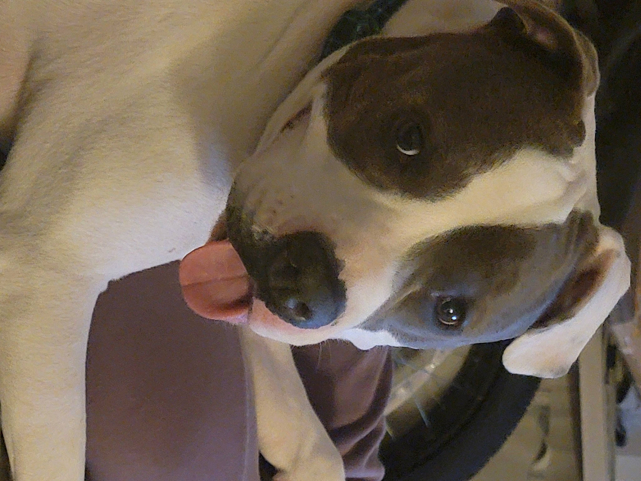 Cici joined the competition — help win amazing prizes! carnivore, comfort, dog, dog_breed, ear, fawn, jaw, metal, non_sporting_group, personal_protective_equipment, snout, sporting_group, terrestrial_animal, working_animal