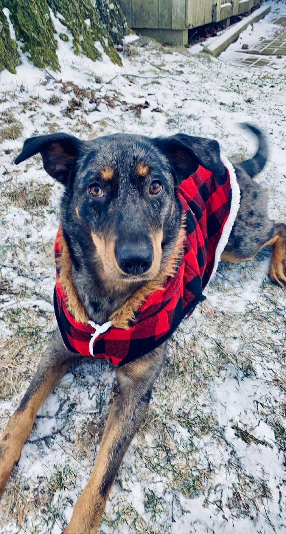 Clover joined the competition — help win amazing prizes! adventure, canidae, carnivore, collar, companion_dog, dog, dog_breed, dog_collar, dog_supply, electric_blue, fashion_accessory, guard_dog, leash, plant, recreation, snout, snow, sporting_group, working_animal, working_dog