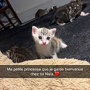Naïa participe au concours pour gagner de l'argent avec cette photo : animal, blanket, carpet, cat, cozy, curious, cute, domestic, feline, floor, fur, indoor, kitten, multiple_kittens, pet, resting, small, soft, wooden_chair, young