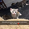 animal, blanket, carpet, cat, cozy, curious, cute, domestic, feline, floor, fur, indoor, kitten, multiple_kittens, pet, resting, small, soft, wooden_chair, young