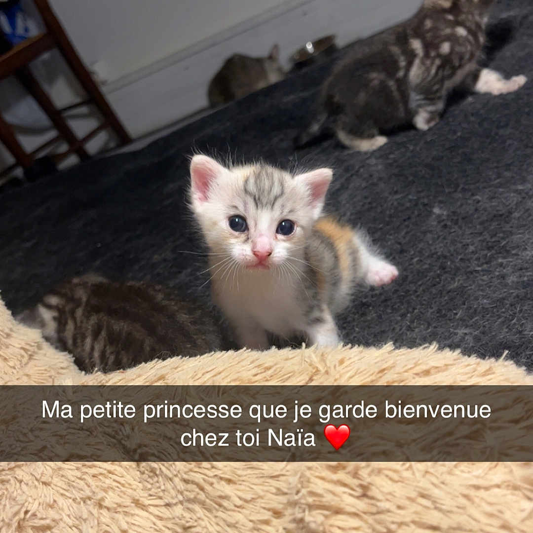 Naïa